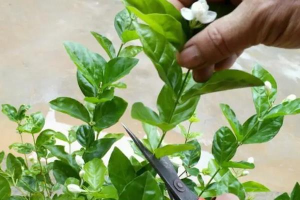 非洲茉莉在几月份修剪，可在夏季6-7月份修剪