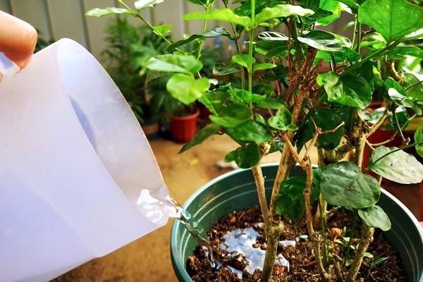非洲茉莉在几月份修剪，可在夏季6-7月份修剪