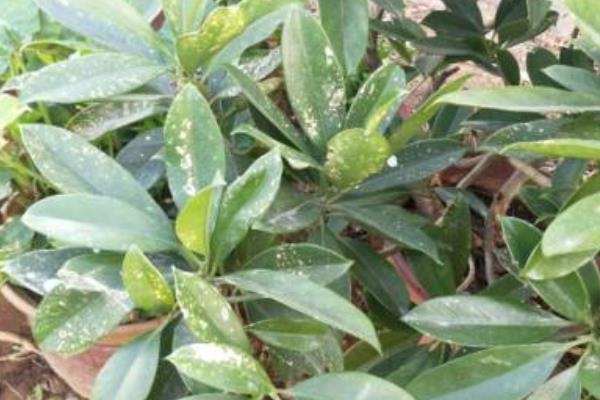 非洲茉莉在几月份修剪，可在夏季6-7月份修剪