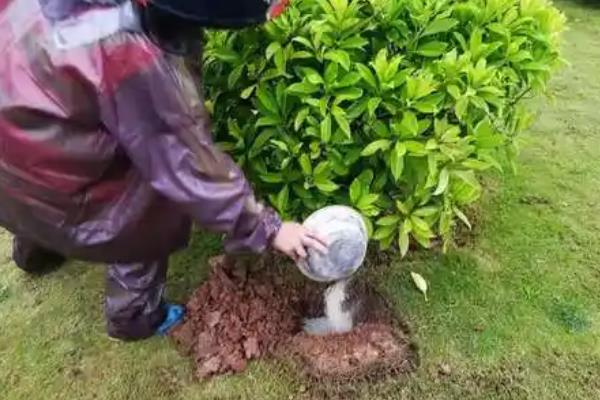 非洲茉莉在几月份修剪，可在夏季6-7月份修剪