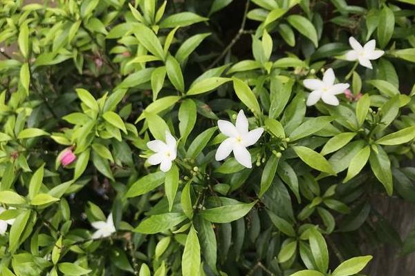 非洲茉莉在几月份修剪，可在夏季6-7月份修剪