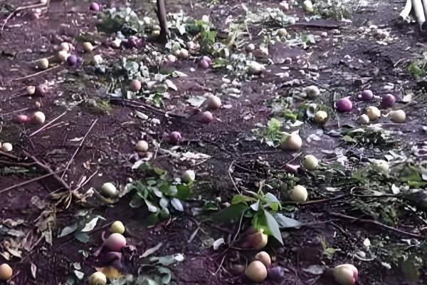 李子落花落果的原因及防治方法，可能是低温霜冻或肥水不当所致