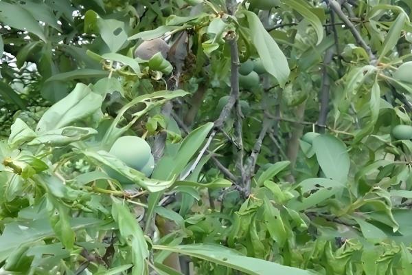 李子落花落果的原因及防治方法，可能是低温霜冻或肥水不当所致
