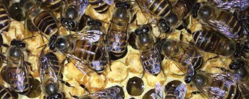 工蜂是母的还是公的，是雌性蜜蜂