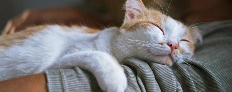 猫的特点，其前肢有5指后肢有4指