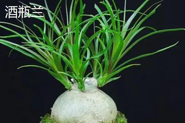 哪些大型盆栽植物可养在室内，包括酒瓶兰、琴叶榕、千年木等品种