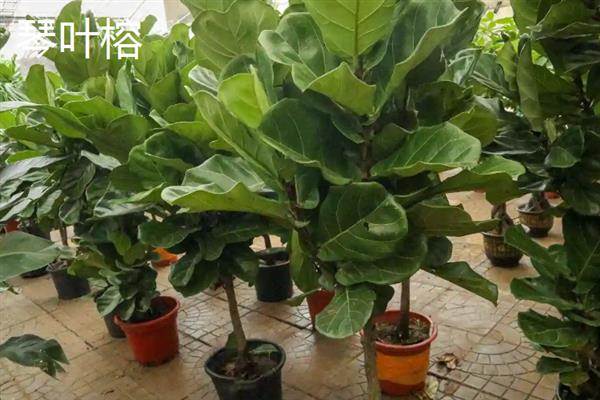 哪些大型盆栽植物可养在室内，包括酒瓶兰、琴叶榕、千年木等品种