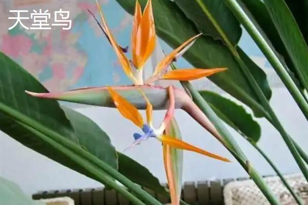 哪些大型盆栽植物可养在室内，包括酒瓶兰、琴叶榕、千年木等品种