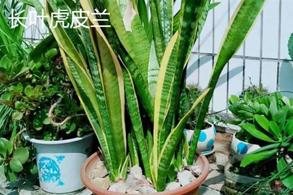 哪些大型盆栽植物可养在室内，包括酒瓶兰、琴叶榕、千年木等品种