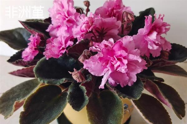 哪些大型盆栽植物可养在室内，包括酒瓶兰、琴叶榕、千年木等品种
