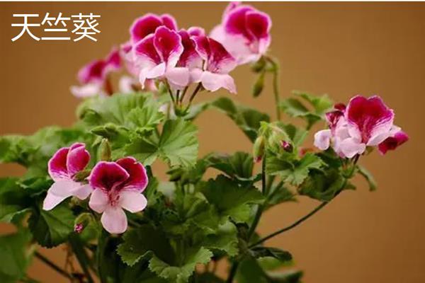 哪些大型盆栽植物可养在室内，包括酒瓶兰、琴叶榕、千年木等品种