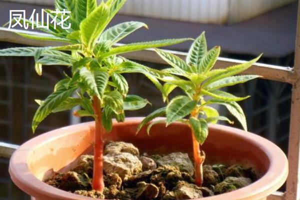 哪些大型盆栽植物可养在室内，包括酒瓶兰、琴叶榕、千年木等品种