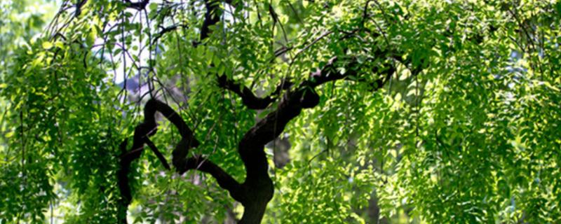 槐树有什么寓意,代表吉祥、富贵、功名、朝气