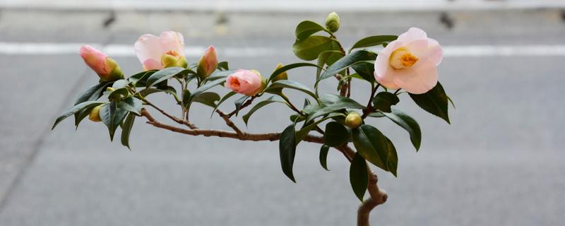 冬天怎么养茶花，保持每天有4-5个小时的光照时间