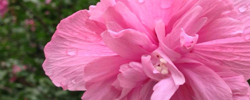 芙蓉花什么时候开，一般在深秋开放