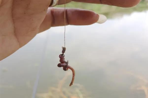 立冬后阴雨天好不好钓鱼，鱼类不活跃垂钓难度较高
