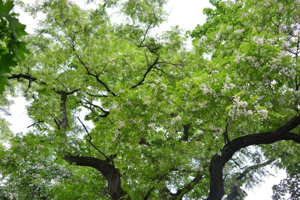 槐树有什么寓意,代表吉祥、富贵、功名、朝气