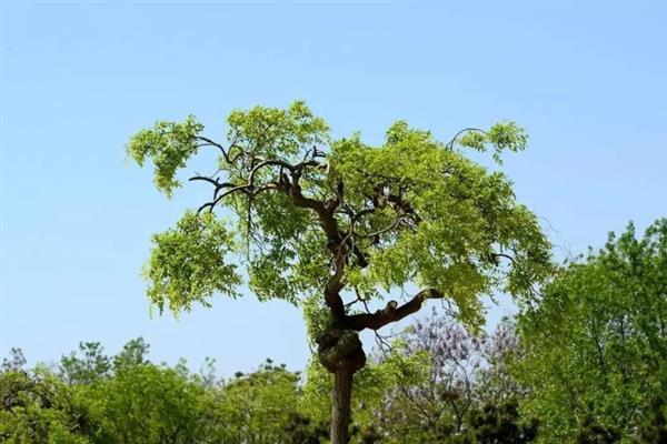 槐树有什么寓意,代表吉祥、富贵、功名、朝气