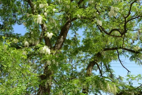 槐树有什么寓意,代表吉祥、富贵、功名、朝气
