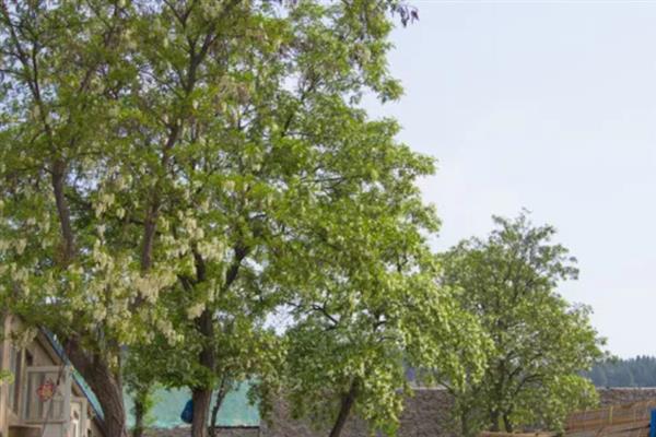 槐树有什么寓意,代表吉祥、富贵、功名、朝气