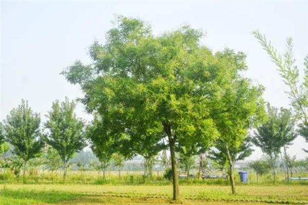 槐树有什么寓意,代表吉祥、富贵、功名、朝气