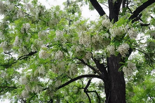 槐树有什么寓意,代表吉祥、富贵、功名、朝气