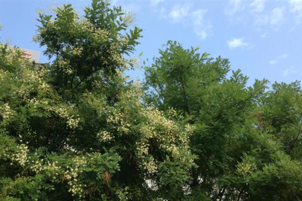 槐树有什么寓意,代表吉祥、富贵、功名、朝气