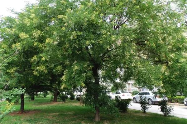 槐树有什么寓意,代表吉祥、富贵、功名、朝气