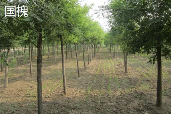 槐树有什么寓意,代表吉祥、富贵、功名、朝气