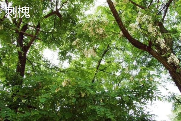 槐树有什么寓意,代表吉祥、富贵、功名、朝气