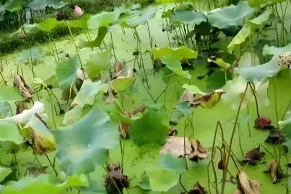 荷叶发黄烂叶的原因，可能是光照不足或缺肥所致