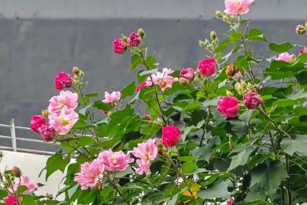 芙蓉花什么时候开，一般在深秋开放