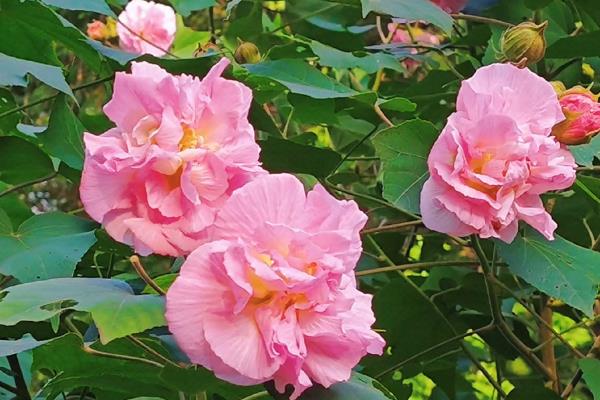 芙蓉花什么时候开，一般在深秋开放