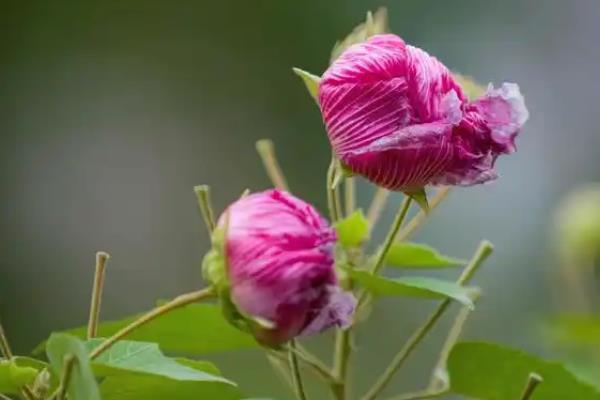 芙蓉花什么时候开，一般在深秋开放