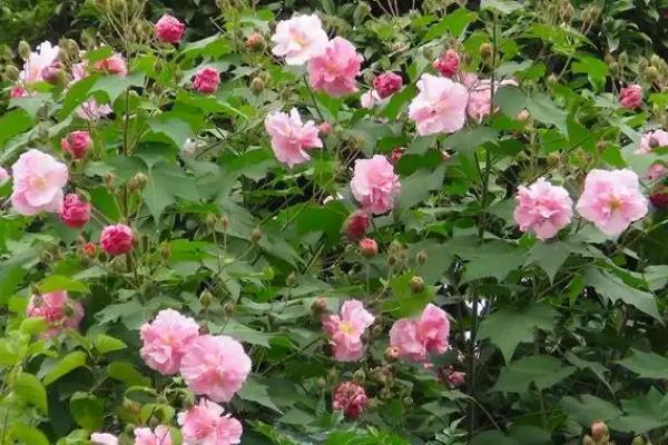 芙蓉花什么时候开，一般在深秋开放