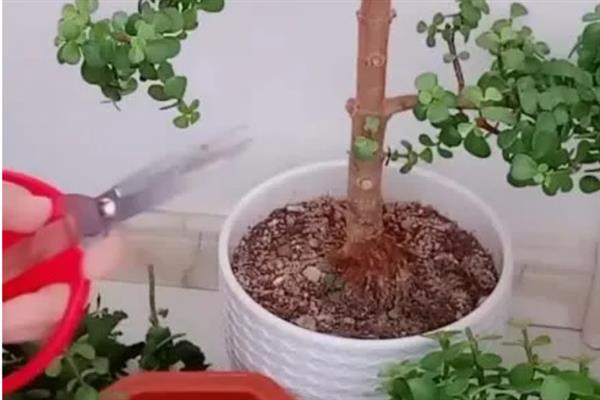 金枝玉叶怎么繁殖，播种最简单且成活率最高
