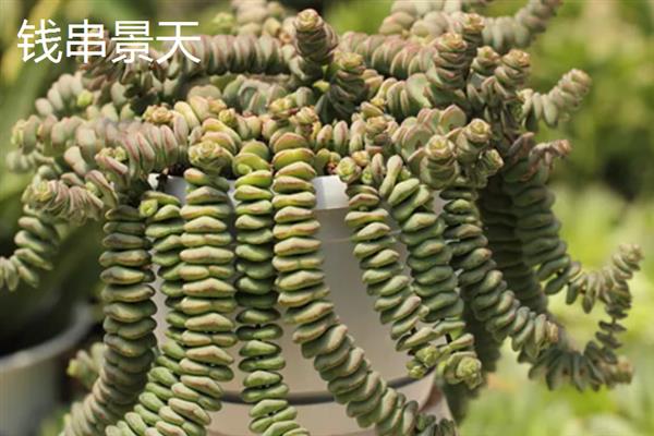 招财的多肉品种，常见的有金钱木、元宝花等