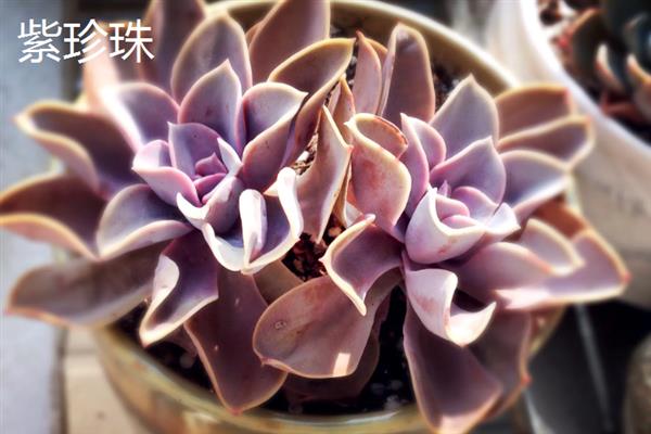 招财的多肉品种，常见的有金钱木、元宝花等