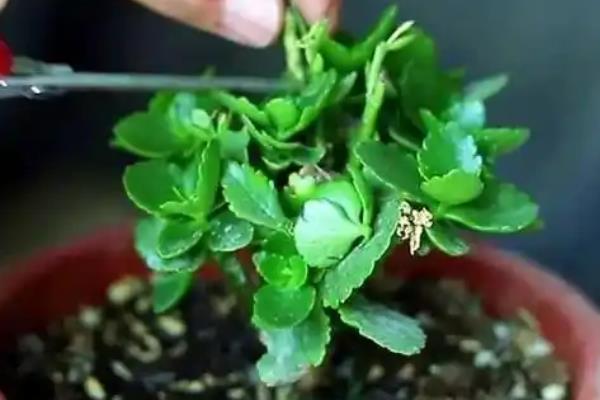 长寿花怎样修剪，在春季可进行摘心打顶修剪