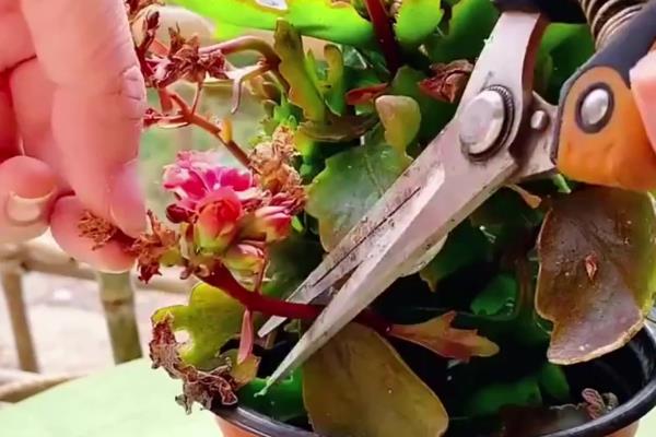 长寿花怎样修剪，在春季可进行摘心打顶修剪