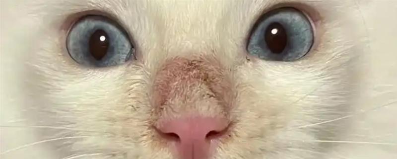 猫咪得了毛囊炎如何治疗，需及时更换猫粮