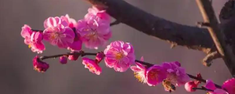 梅兰竹菊的寓意，梅花寓意百折不挠