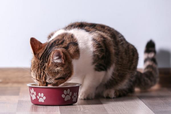 猫咪得了毛囊炎如何治疗，需及时更换猫粮