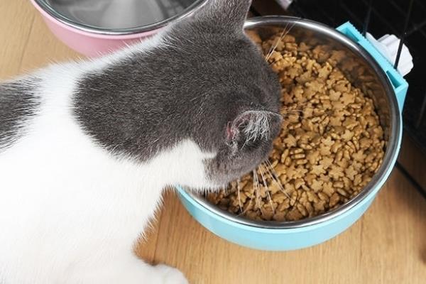 猫咪得了毛囊炎如何治疗，需及时更换猫粮