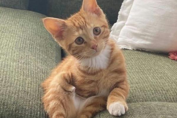 猫咪得了毛囊炎如何治疗，需及时更换猫粮