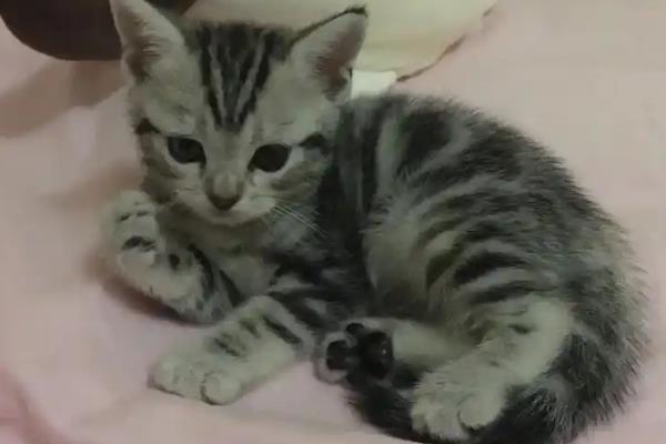 猫咪得了毛囊炎如何治疗，需及时更换猫粮