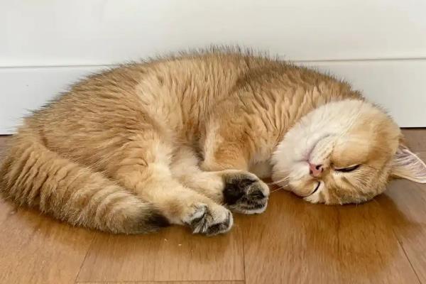 猫咪得了毛囊炎如何治疗，需及时更换猫粮