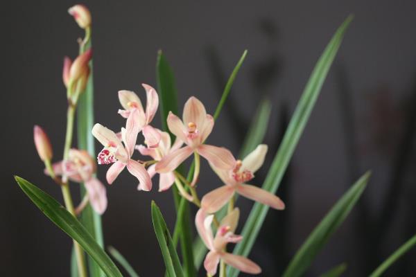 梅兰竹菊的寓意，梅花寓意百折不挠