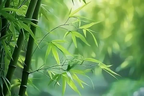 梅兰竹菊的寓意，梅花寓意百折不挠