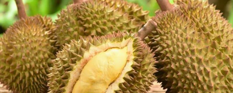 榴莲如何催熟，可以采用包裹催熟法
